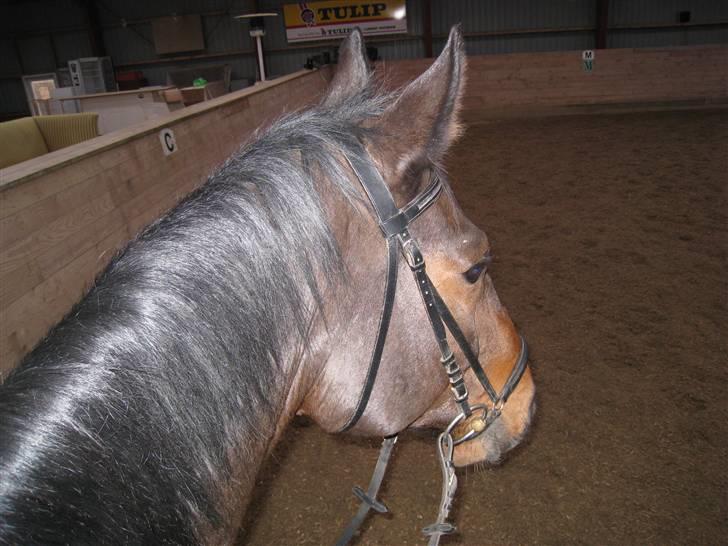 Dansk Varmblod Højbo's Dyfong - Så glad for en lille ridetur :)  billede 4