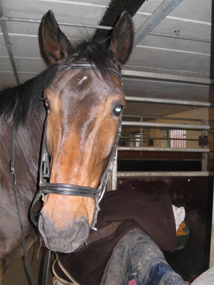 Dansk Varmblod Højbo's Dyfong - Dyfongs kønne hoved billede 5