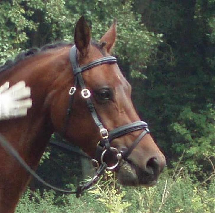 Tysk Sportspony Marlow H - solgt - Dygtig pony(: billede 10