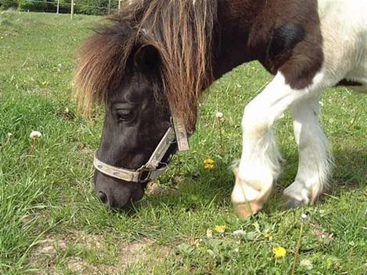 Shetlænder Stjernen's Malou <3 billede 13