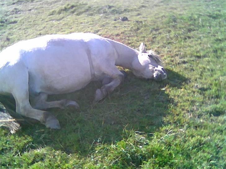 Fjordhest skipper - <3<3elsker ham8>8> billede 19