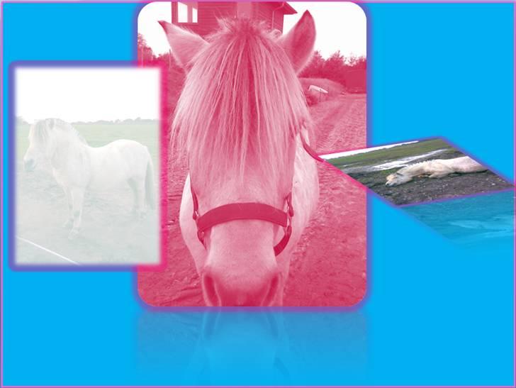 Fjordhest skipper - ømm har lige redigeret ligt,, <3 billede 20