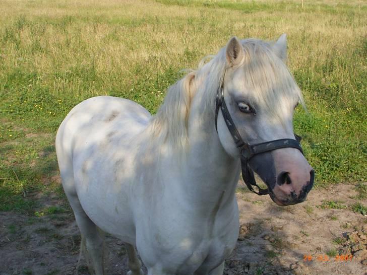 Welsh Mountain (sec A) pendock chrisp Solgt billede 1
