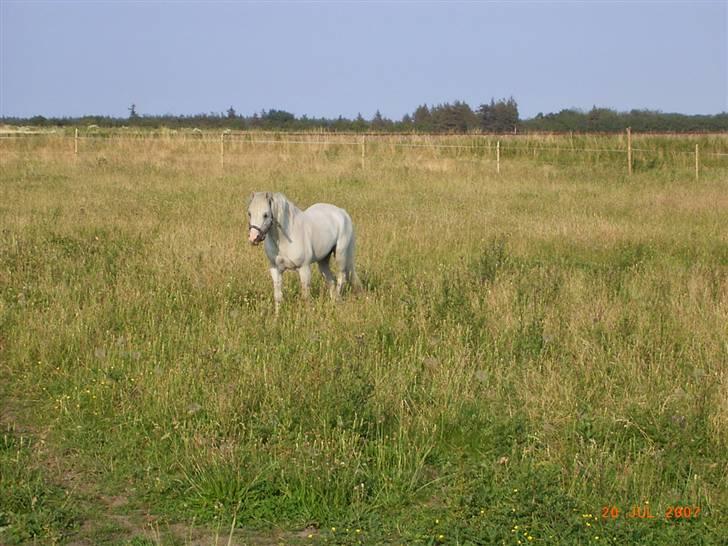 Welsh Mountain (sec A) pendock chrisp Solgt billede 2