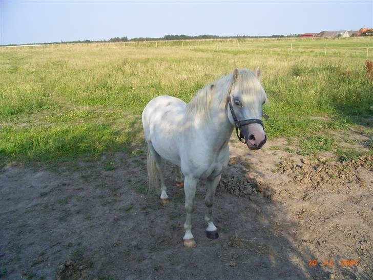 Welsh Mountain (sec A) pendock chrisp Solgt billede 3