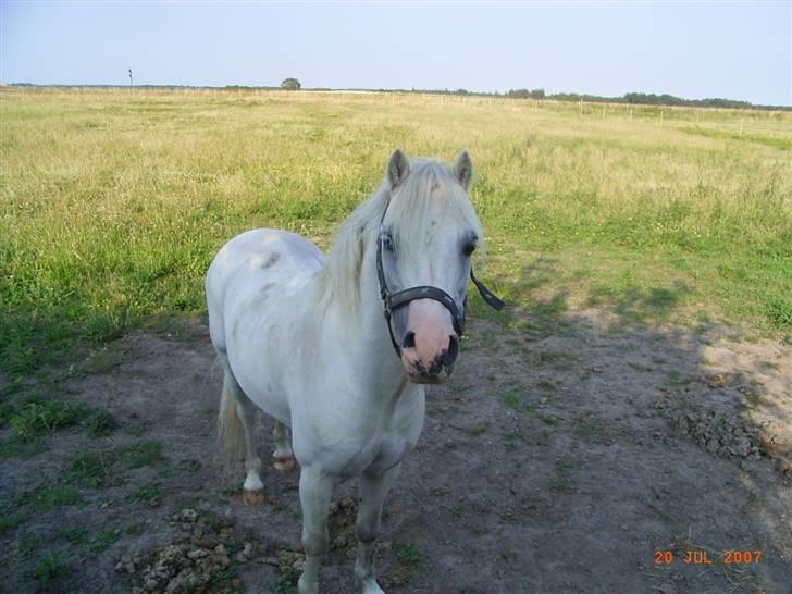 Welsh Mountain (sec A) pendock chrisp Solgt billede 4
