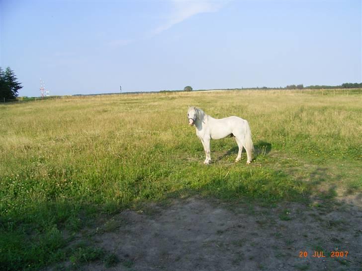 Welsh Mountain (sec A) pendock chrisp Solgt billede 5