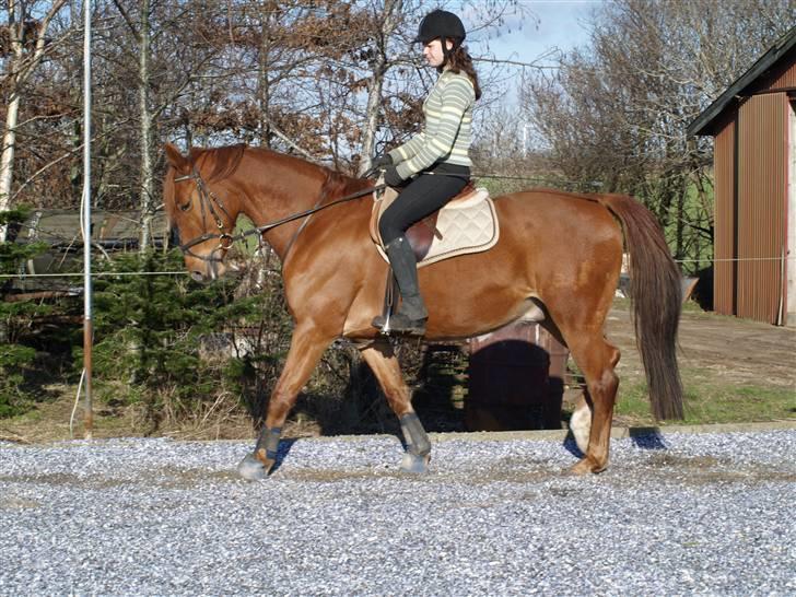 Frederiksborg radon billede 14