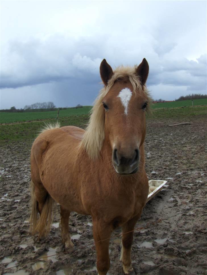 Haflinger Calina billede 16