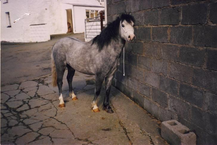 Welsh Mountain (sec A) pendock chrisp Solgt billede 6