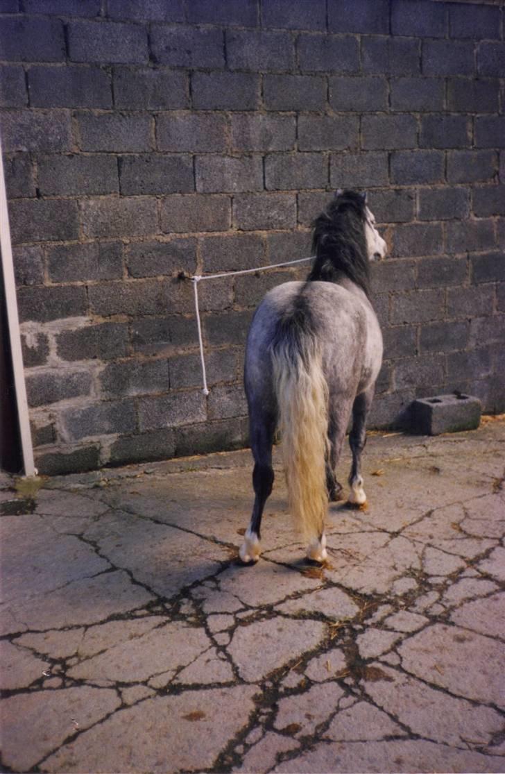 Welsh Mountain (sec A) pendock chrisp Solgt billede 7
