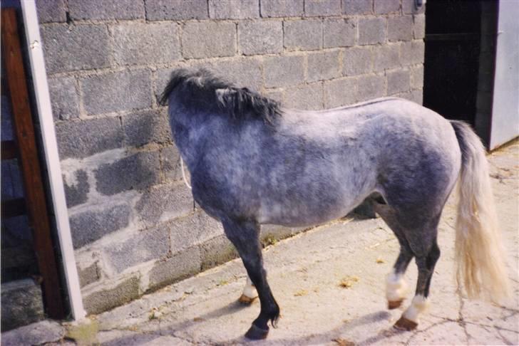 Welsh Mountain (sec A) pendock chrisp Solgt billede 9