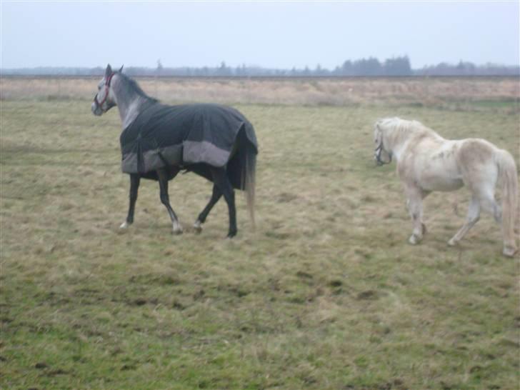 Welsh Mountain (sec A) pendock chrisp Solgt billede 10