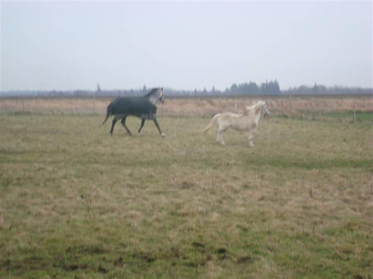 Welsh Mountain (sec A) pendock chrisp Solgt billede 11