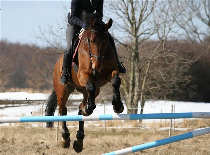 Oldenborg Classic Carismo - 4 # Springning for første gang udenfor efter en lang vinter - marts 2010 billede 4