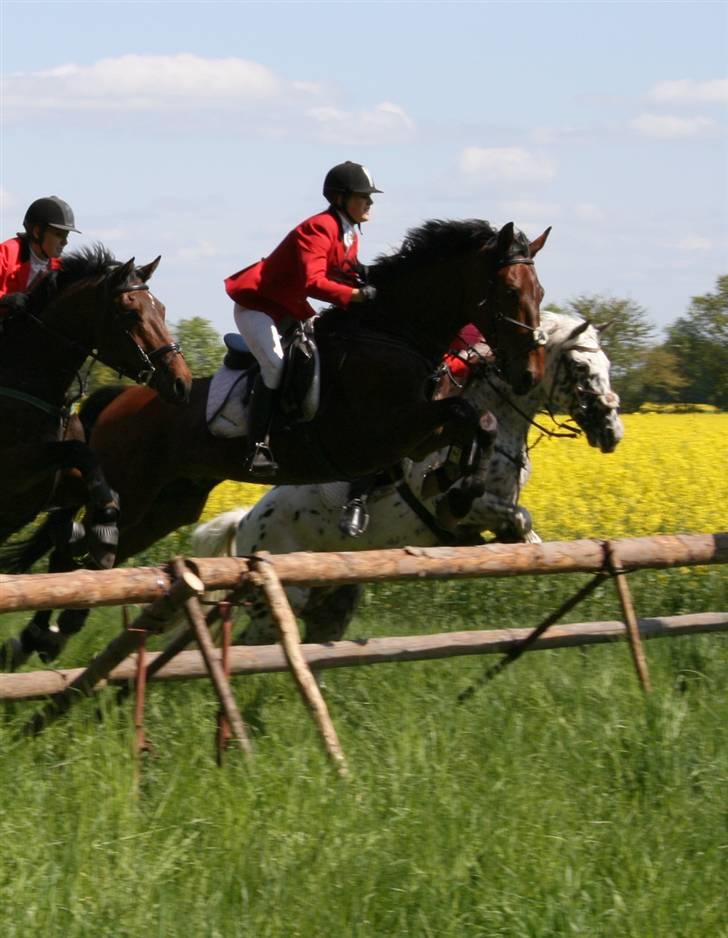 Oldenborg Classic Carismo - 5 # SPR´s jagt i Horserød Hegn d. 17.05.2009. Fuldførte!   Os i midten. billede 5