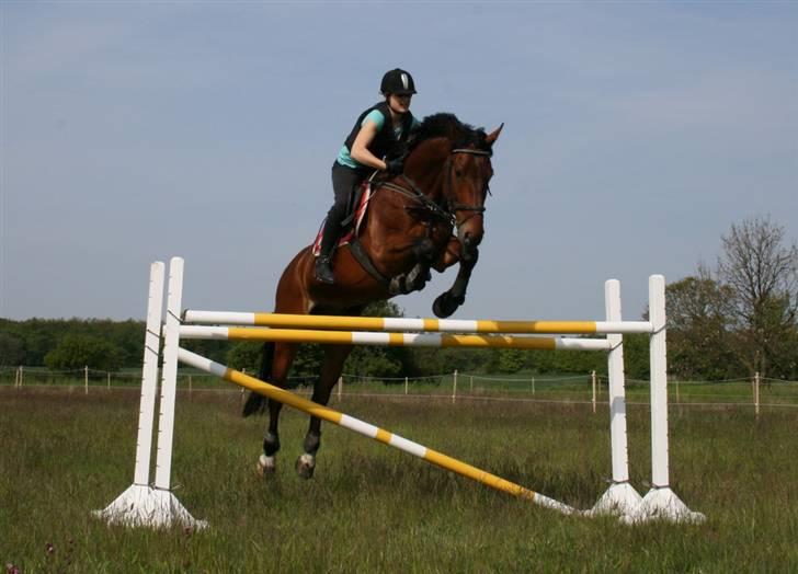 Oldenborg Classic Carismo - 6 #  Springer på Møn d. 21.05.2009.  Springet er ca. 140 cm. billede 6