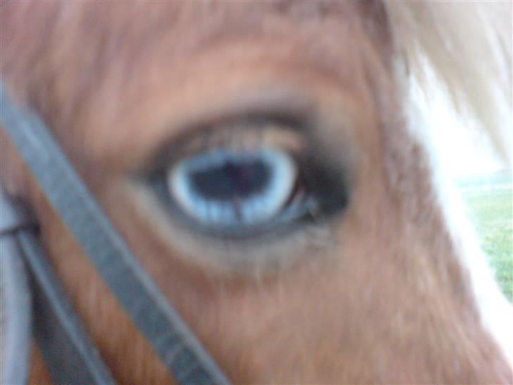 Shetlænder Findus solgt - flotte blå øjne var ? =) Fotograf:Mig billede 16