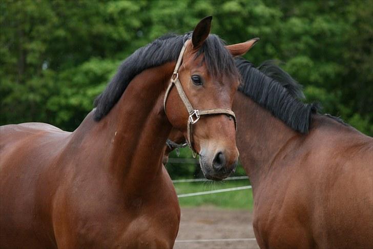 Oldenborg Classic Carismo - 7 # Skønne Carismo sammen med min nye hest, Comtess. billede 7
