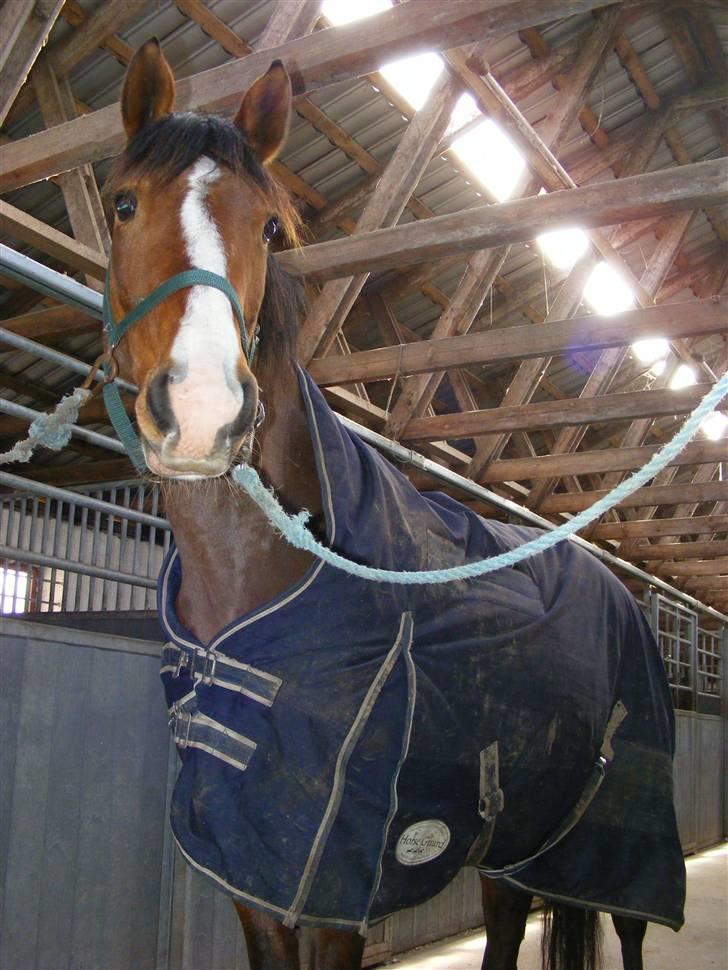 Dansk Varmblod Camille - Mille indenfor med sit dækken på ...(er hun ikke dejlig?)  billede 12