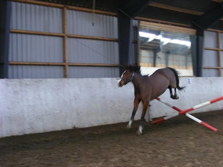 Dansk Varmblod Camille - Her er Camille på vej over et spring ... det blev lidt mislykket skulle have været bedre  billede 14