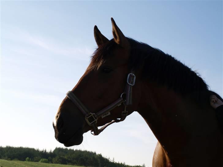 Anden særlig race luffi billede 5