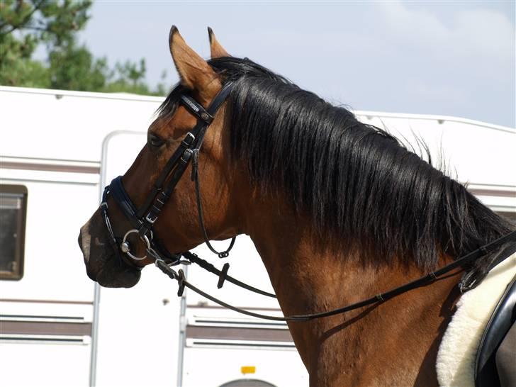 Anden særlig race luffi billede 6