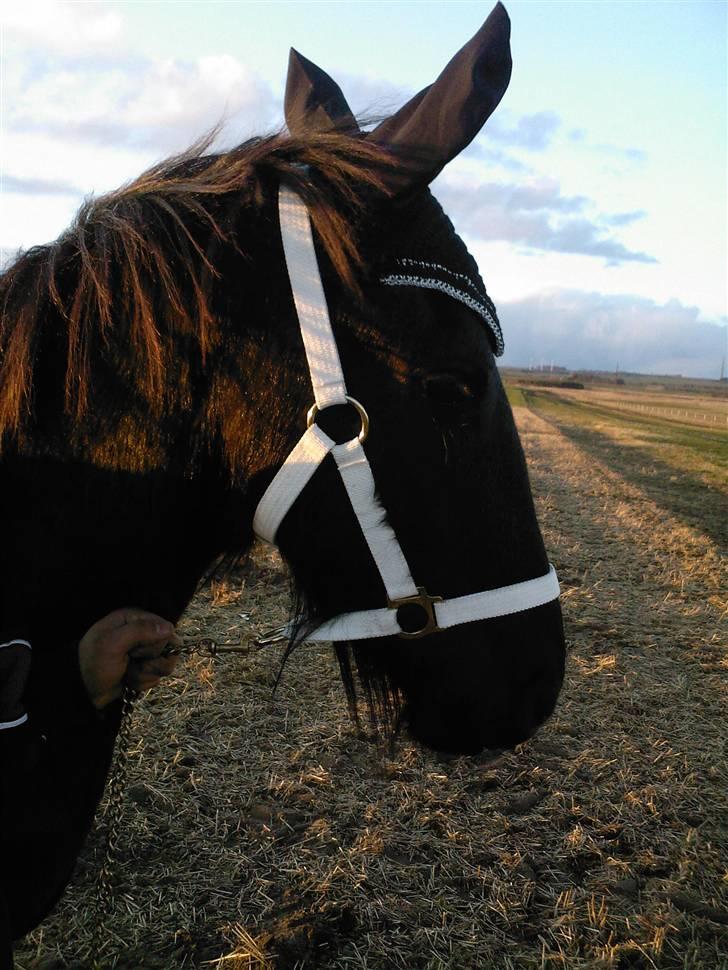 Frieser Doro (Hingst) R.I.P billede 16