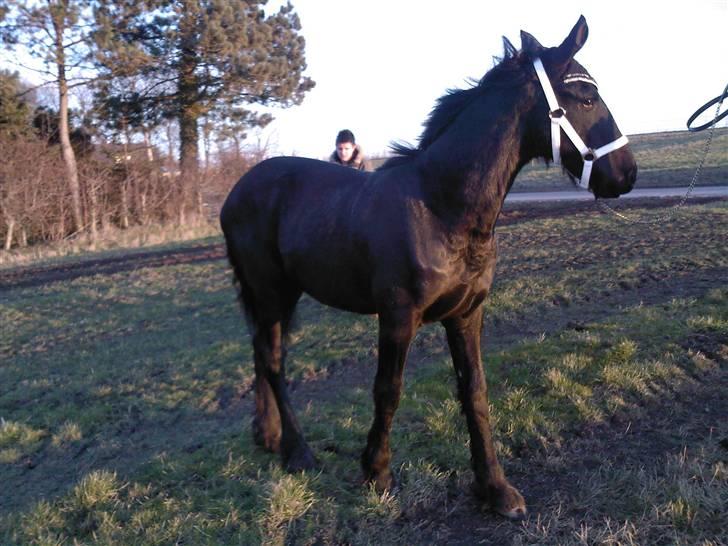Frieser Doro (Hingst) R.I.P billede 17