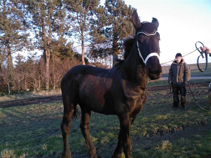 Frieser Doro (Hingst) R.I.P billede 18