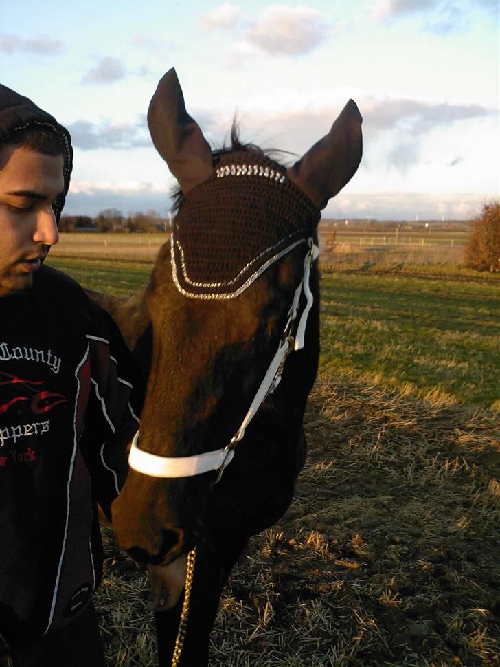 Frieser Doro (Hingst) R.I.P billede 19