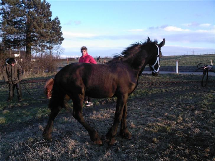 Frieser Doro (Hingst) R.I.P billede 20