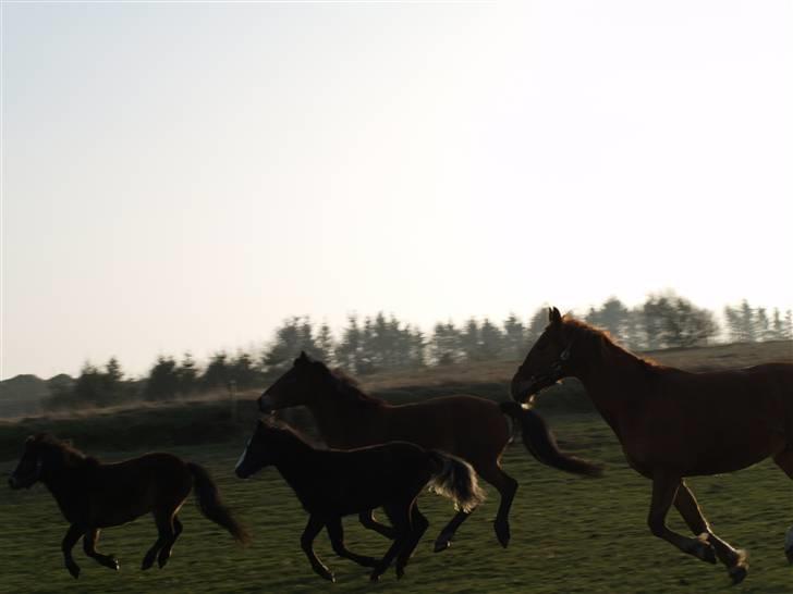 Anden særlig race luffi billede 10