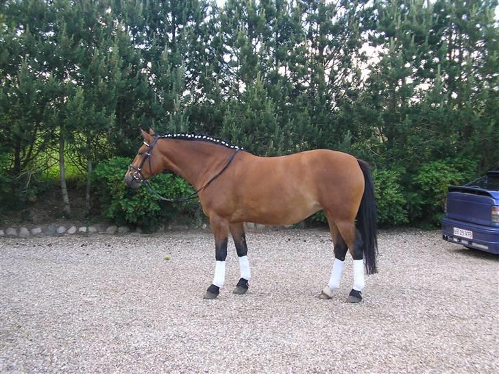 Anden særlig race luffi billede 11