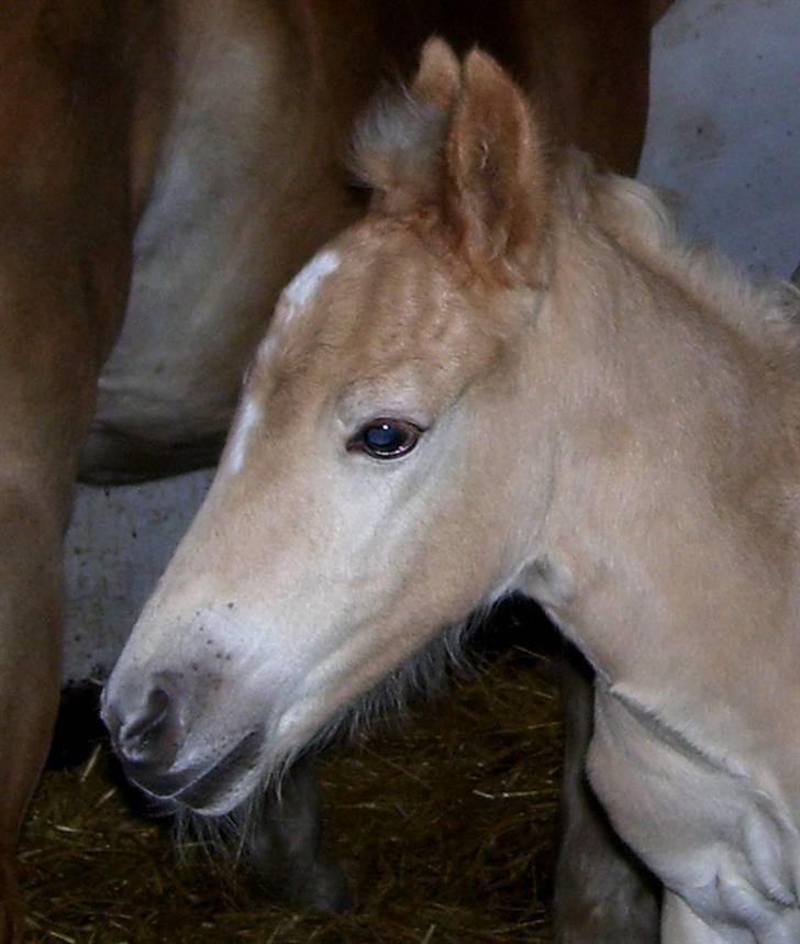 Haflinger Winston - SOLGT - D. 4/3-08 (foto: CNN) billede 1