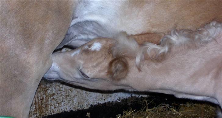 Haflinger Winston - SOLGT - D. 4/3-08 (foto: CNN) billede 2