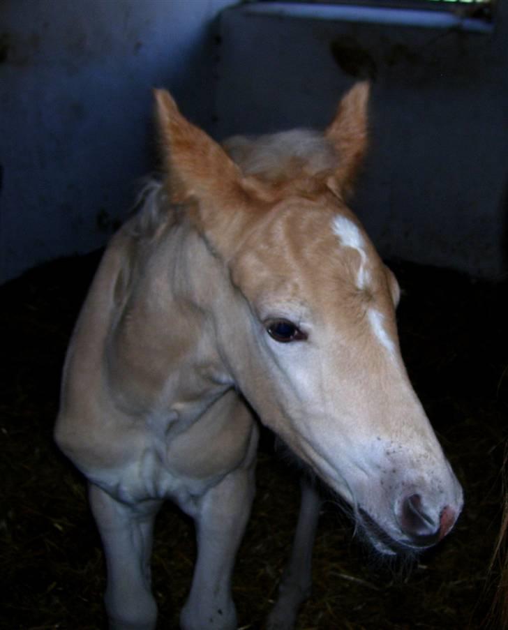Haflinger Winston - SOLGT - D. 4/3-08 (foto: CNN) billede 3