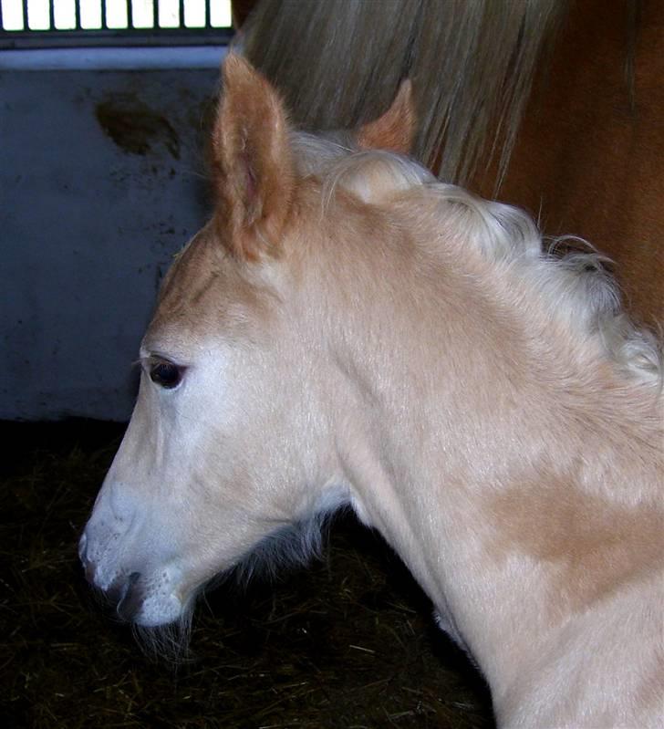 Haflinger Winston - SOLGT - D. 4/3-08 (foto: CNN) billede 4