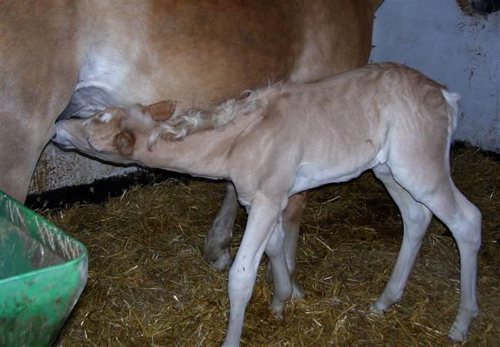 Haflinger Winston - SOLGT - D. 4/3-08 (foto: CNN) billede 5