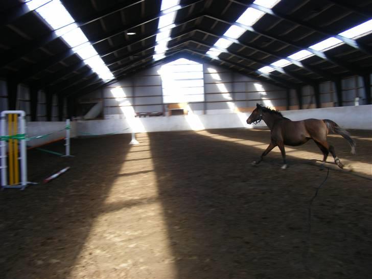 Dansk Varmblod Camille billede 16