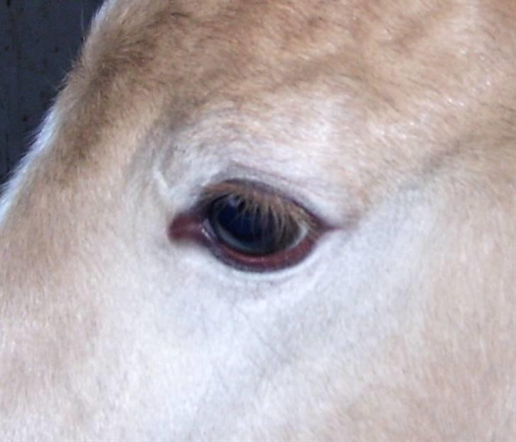 Haflinger Winston - SOLGT - D. 4/3-08 (foto: CNN) billede 6