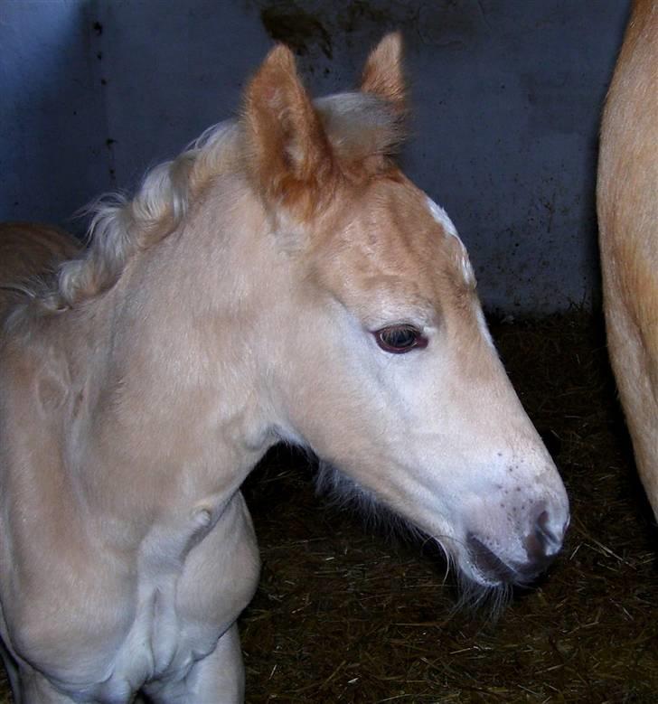 Haflinger Winston - SOLGT - D. 4/3-08 (foto: CNN) billede 7