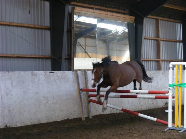 Dansk Varmblod Camille - Igen på vej over spring billede 17