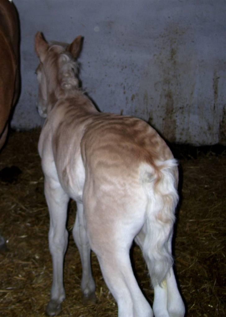 Haflinger Winston - SOLGT - D. 4/3-08 (foto: CNN) Krøllemås :D billede 8