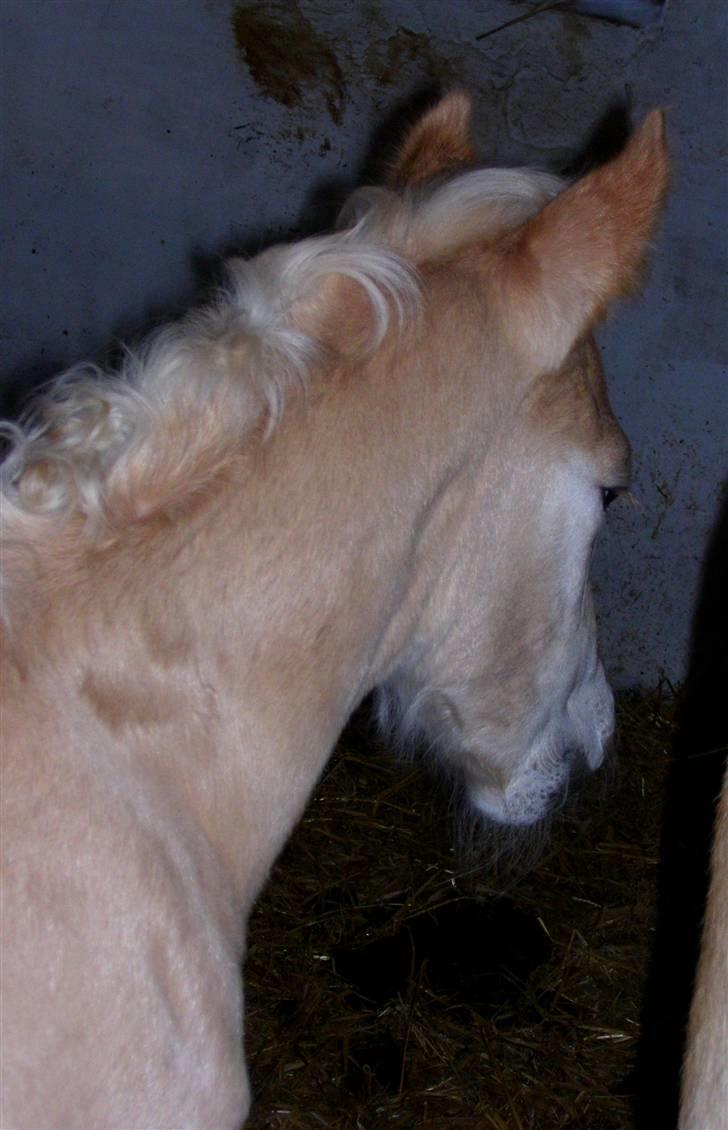 Haflinger Winston - SOLGT - D. 4/3-08 (foto: CNN) billede 9
