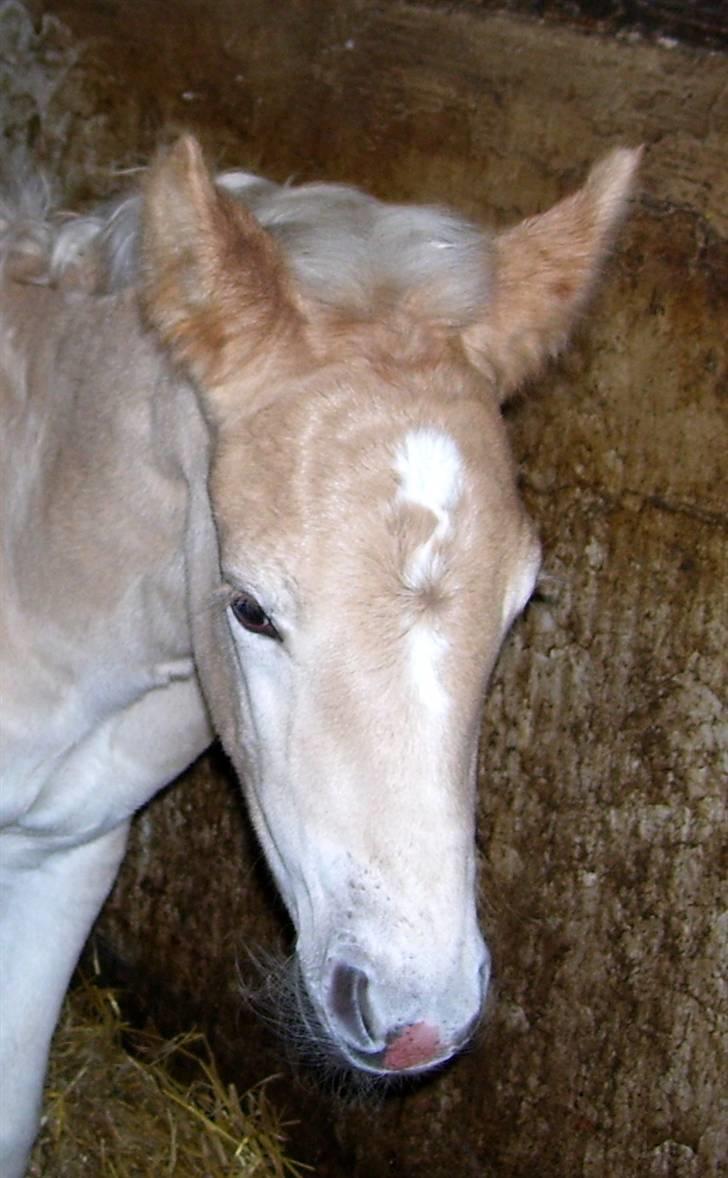 Haflinger Winston - SOLGT - D. 4/3-08 (foto: CNN) billede 10