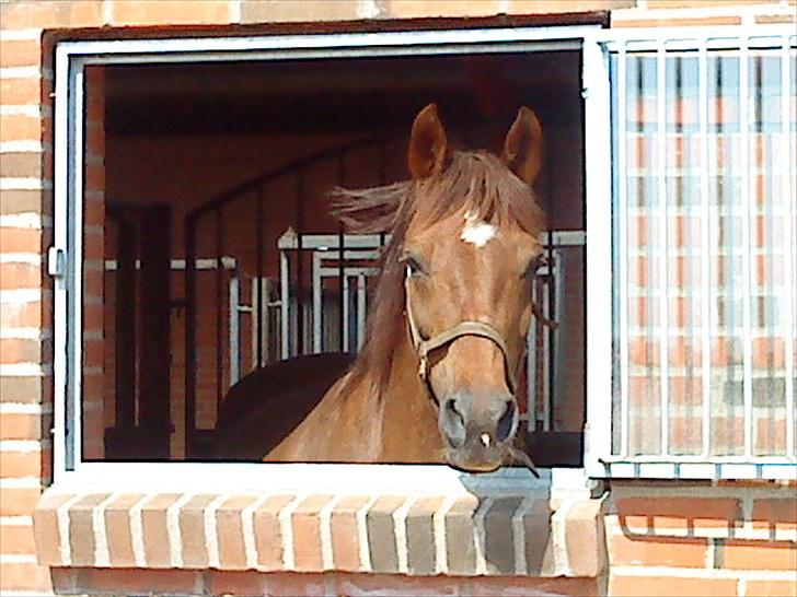 Arabisk fuldblod (OX) El Sheik Charme - Velkommen til Sheiks profil billede 1