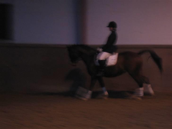 Dansk Varmblod Camille - Mig og mille i galop til stævne (jeg ved godt det ikke er så tydeligt men havde ikke nogen bedre men de kommer) billede 19