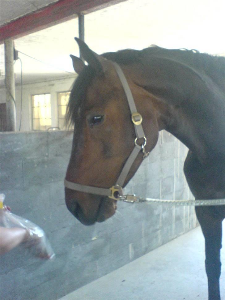 Dansk Varmblod Lundhede's Pricado R.I.P - Pricado i stalden:) billede 8