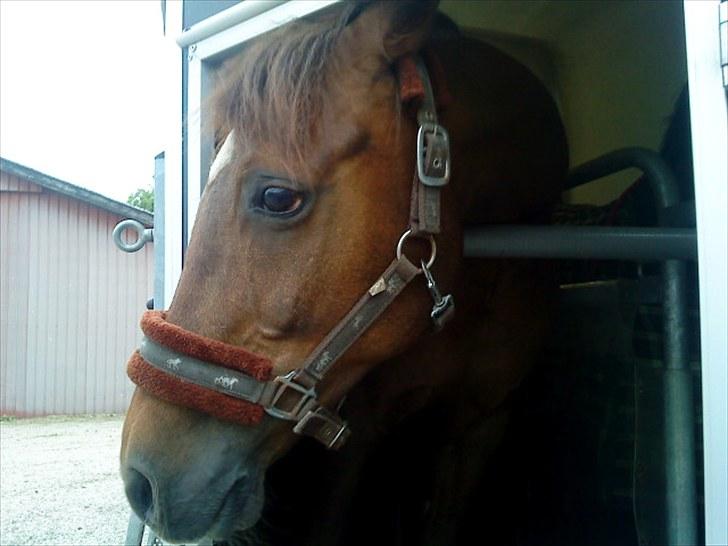 Arabisk fuldblod (OX) El Sheik Charme - Fordi du stoler på mig  billede 2